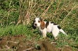 PTIT BASSET GRIFFON V.  017